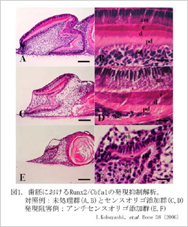 歯の発生と再生に関する研究 歯の発生と再生に関する研究