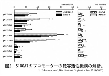 歯の発生と再生に関する研究 歯の発生と再生に関する研究